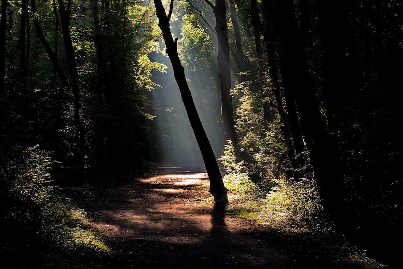 single tree in dark forest path with light ahead; metaphor: solo HR professional overwhelmed single tree in dark forest path with light ahead; metaphor: solo HR professional overwhelmed