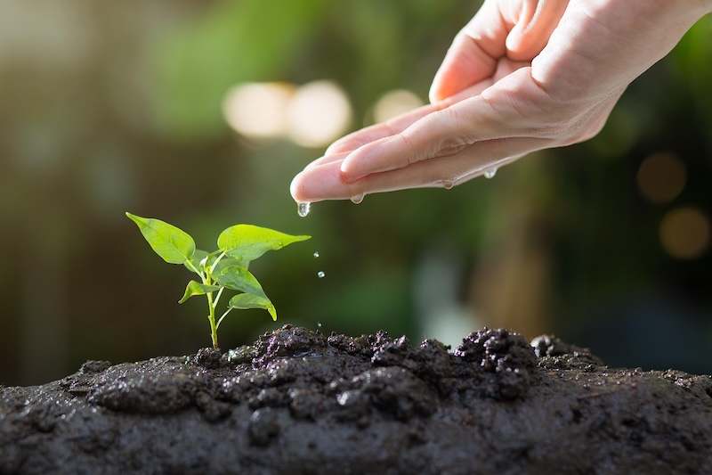 Seedling watered by hand as metaphor for keeping a goal alive.