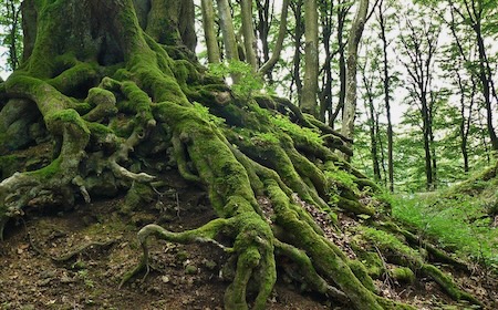 Thick, moss-covered tree roots gripping rocky soil in a forest, representing the Why pillar of the GROWW Framework