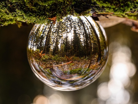 A forest reflected upside down inside a dew drop sphere hanging from a moss-covered branch