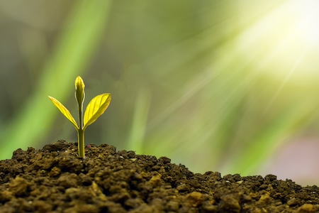 A single seedling breaking through dark soil into sunlight, representing the growth conditions a solo HR professional needs: support and time.