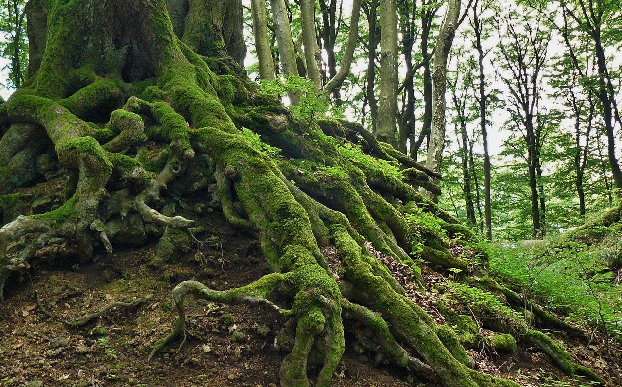 Exposed tree roots wrapped in moss, holding firm in rocky soil succeeding at their job without being seen.