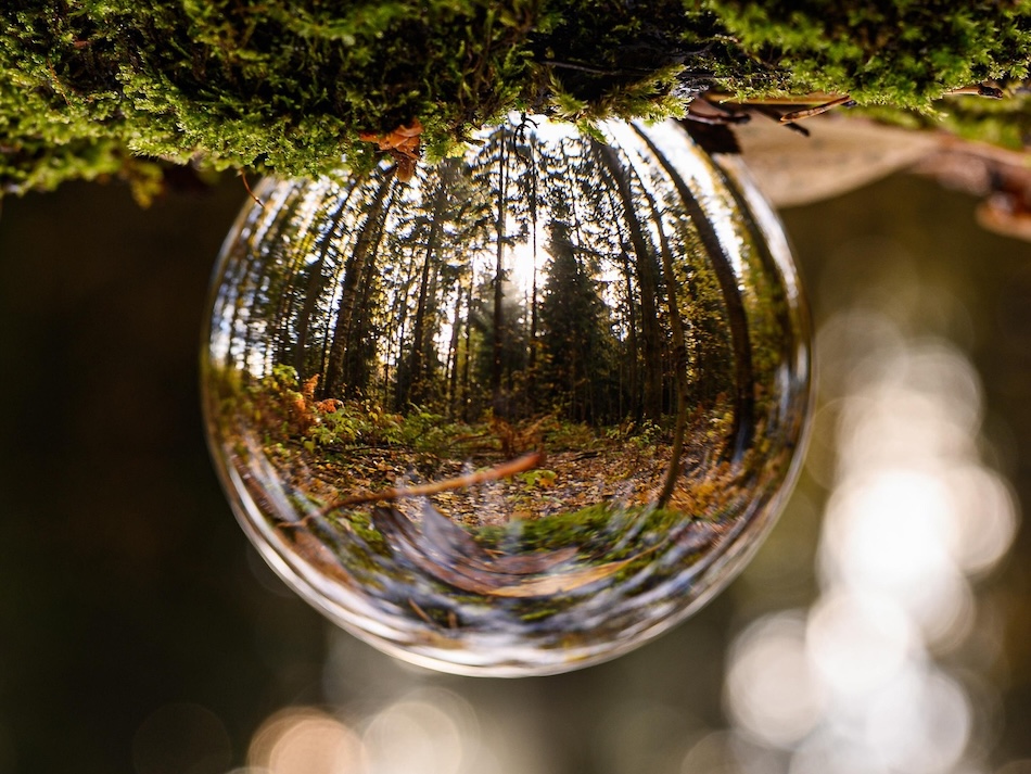 Sunlight filtering through a forest, refracted and inverted inside a dew drop sphere on a mossy branch.