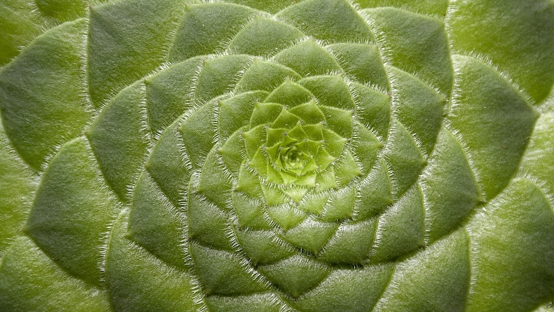 spiral-succulent_800 Macro photo of a spiral succulent, its outer leaves layered around and supported by the leaves beneath them