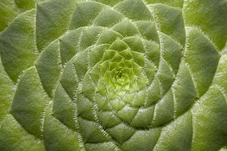 Macro photo of a spiral succulent, a resilience metaphor for solo HR professionals building sustainable habits.